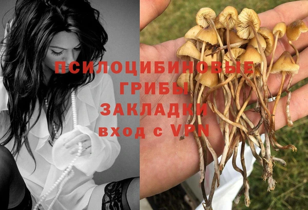 прущие грибы Абинск